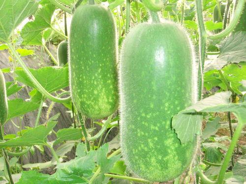 吃瓜215,一场网络热议背后的真相