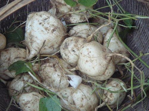 土瓜怎么吃,解锁健康美味新体验