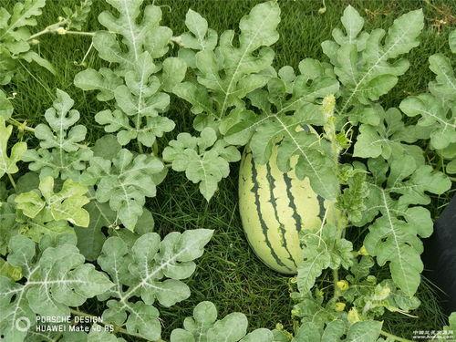 老张吃瓜,揭秘娱乐圈背后的那些事儿