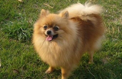 博美可以吃哈密瓜吗,哈密瓜的适宜性探讨