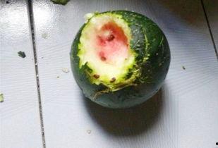 妮普吃瓜,揭秘娱乐圈幕后故事