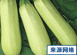 怀孕可以吃白瓜吗,白瓜——孕妇的养生佳品
